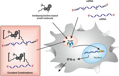 Bioconjugation of Small Molecules to RNA Impedes Its Recognition by Toll-Like Receptor 7